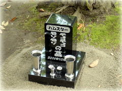 �y�b�g�̂���@�{�H����@����΍�